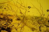 Mammalian Hair and Fly Preserved in Baltic Amber - Rare! #145395-2
